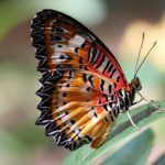 butterfly-7949342_1920