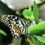 butterfly-7954767_1920