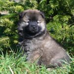 eurasier-aloha-puppy-9442845_1920