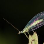 lacewing-7571785_1920