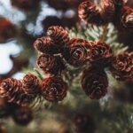 pine-8393456_1920